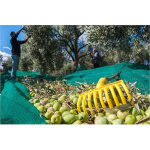 RASTRELLO PER RACCOLTA OLIVE in Giardinaggio