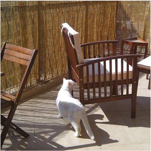 ARELLA BAMBOO VERDELOOK CINA CANNICCIO  1X3 METRI in Arredamento giardino