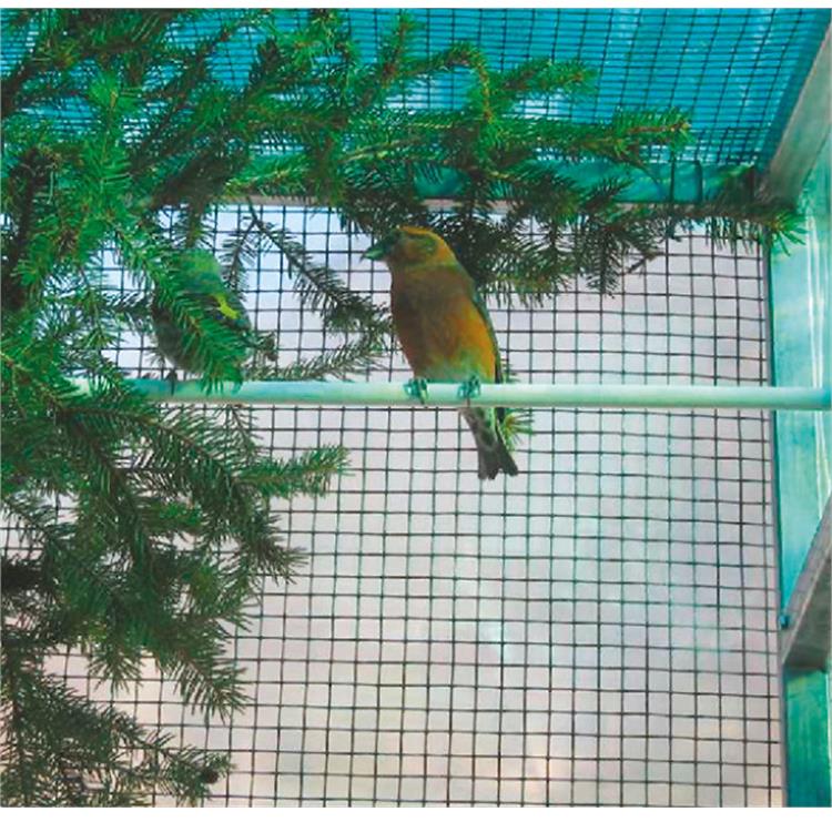 RETE METALLICA PLASTIFICATA PLASTIQUADRA 1X10MT